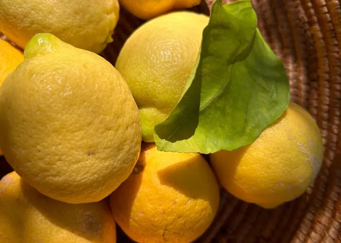 게스트하우스 Vireo 4*